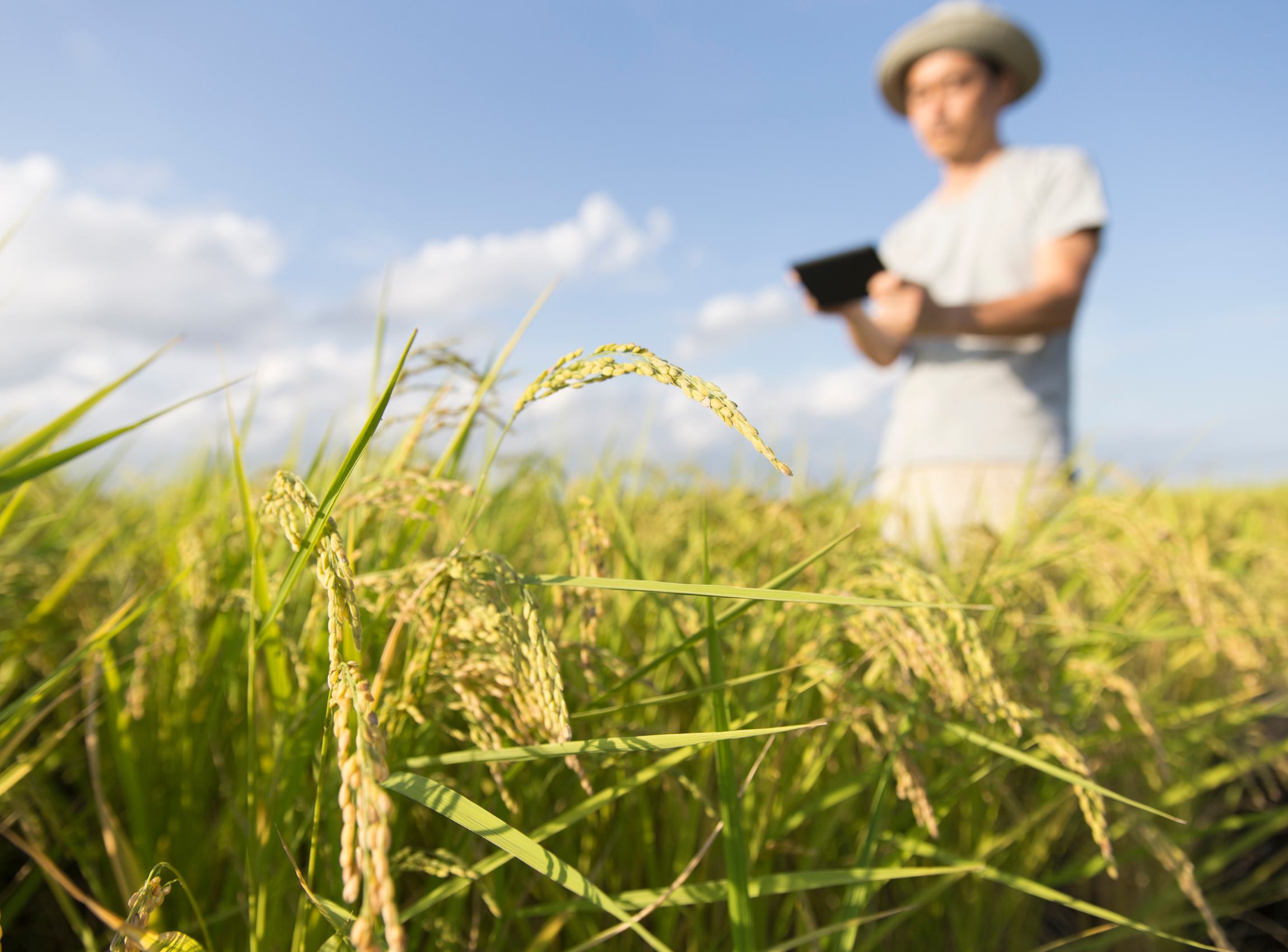 Descubra como o SAP S/4HANA Cloud maximiza a eficiência operacional no agronegócio, melhorando processos e reduzindo custos.